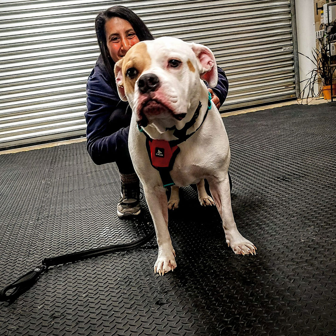 Canine Academy Dog Training Centre
